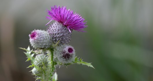 A thistle in bloom