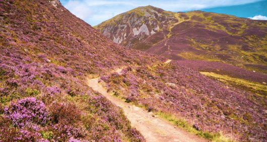 A pathway cutting through heather-strewn hills in the Cairngorms