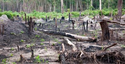 Areas of Prey Lang forest have been cleared for mining and other projects.