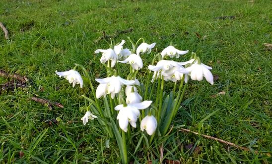 snowdrops