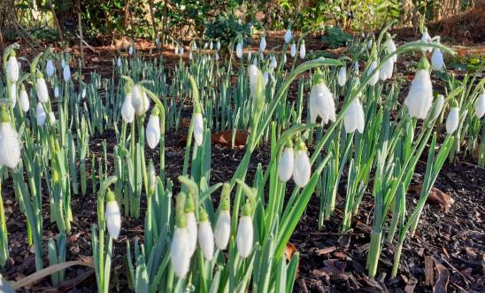 Snowdrops